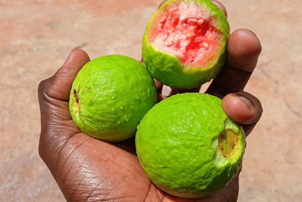 A single ripe guava with smooth, light green skin, placed against a plain white background.