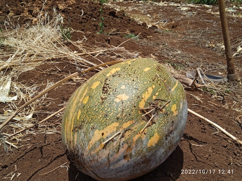 A vibrant orange pumpkin with a smooth surface and a short, green stem, placed against a rustic wooden background.